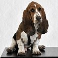 basset (2).jpg