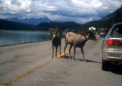 Big Horn. Medicine Lake. Jasper N.P. - 051.jpg