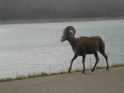 Maligne 054.jpg