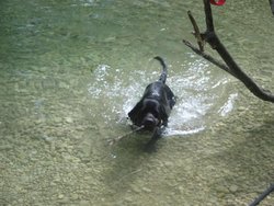 perro nutria.jpg