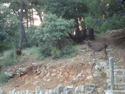 Cazorla 2012 506.jpg