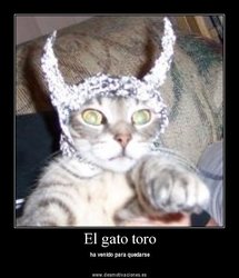 gato1.jpg