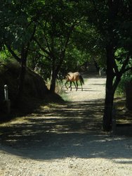 camping laujar julio 2009 070.jpg