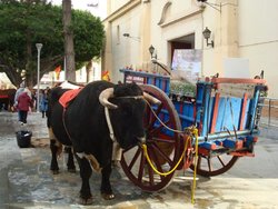 Marjal Costa Blanca 2011 (25).jpg