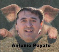 cerdo poyato.JPG