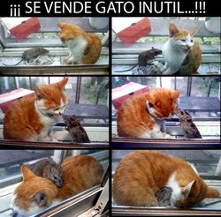 se-vende-gato-inutil-488x480.jpg