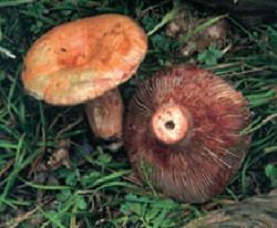 Rovello lactarius sangifluus.png