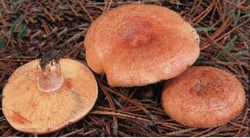 Nicalo Lactarius deliciosus.png