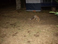 Camping sierra peña de francia Zorro.JPG