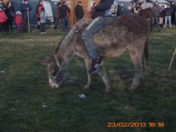 MATANZA PALAZUELO, 22, 23,24 FEBRERO 2013 043.jpg