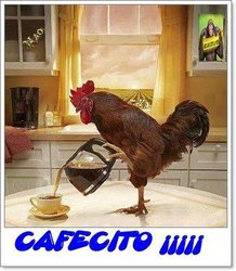 gallo cafetero.jpg