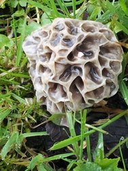 morilles 211.jpg