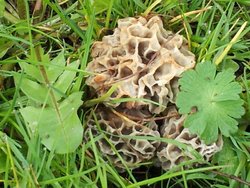 morilles 214.jpg