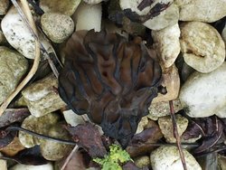 morilles 219.jpg