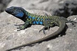 lagarto.jpg