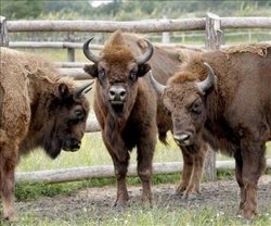 Bisontes.jpg