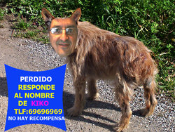 perro3iw copia.jpg