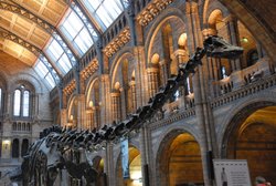 (2009-01-01) Kensigton - Natural History Museum N101.JPG