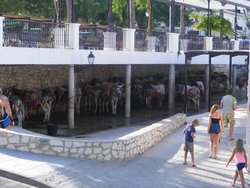 Vacas 2014 205.jpg