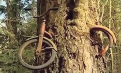 bicicleta y tronco arbol.JPG