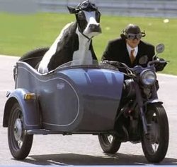 vaca-en-moto.jpg