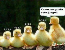 imagenes-graciosas-de-patos.jpg